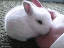 Bunny Little Bunny GIF - Bunny Little Bunny Cute GIFs