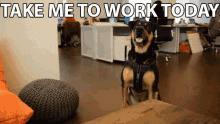 Dog Friendly Office GIF - Take Your Dog To Work Day Good Boy Business Dog GIFs