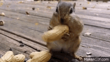 Squirrel Eating GIF - Squirrel Eating Peanut GIFs