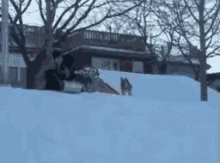 Snow Dog GIF - Snow Dog Sledding GIFs