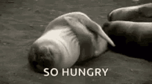 Im Hungry Seal GIF - Im Hungry Seal Sea Lion GIFs