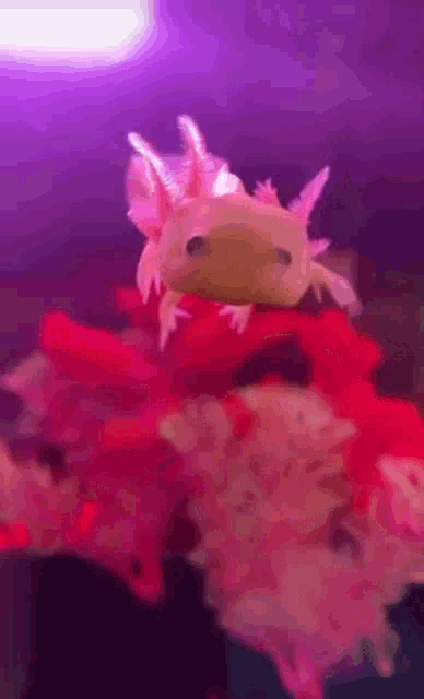 Axolotl Dance GIF - Axolotl Axo Dance GIFs