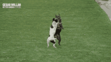 Dogs Playing Happy Dog GIF - Dogs Playing Happy Dog Dog Park GIFs