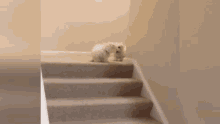 Dogo Perro GIF - Dogo Dog Perro GIFs