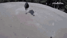 The Squawking Dead Run Up GIF - The Squawking Dead Run Up Walking GIFs