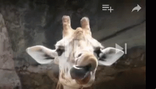 Giraffe Tongue GIF.
