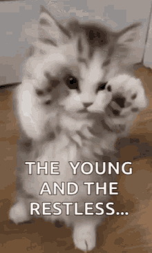 kitten cute adorable cat the young and the restless kitten cute adorable cat the young and the restless