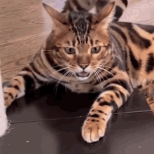 cat breathe cat breath cat out of breath cat of the internet cat breathe cat breath cat out of breath cat of the internet