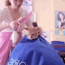 cat cats haircut hairdresser cat haircut