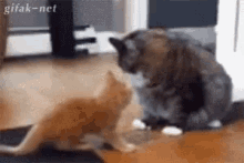 Cat Not Today GIF - Cat Not Today Do You Even Lift Bro GIFs