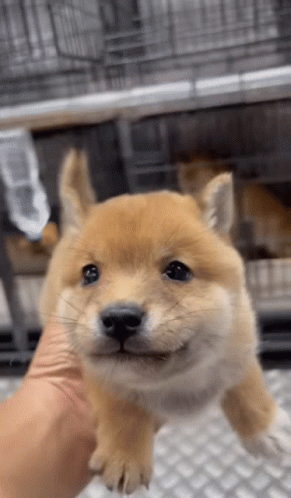 Shiba Cute Dog Gif Shiba Cute Dog Puppy Discover Share Gifs