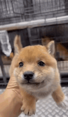 Shiba Cute Dog GIF - Shiba Cute Dog Puppy GIFs