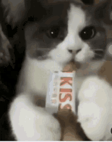 Angry Cat Mad GIF - Angry Cat Mad More Treats GIFs