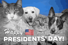 happy presidents happy presidents day rushmore cats dogs