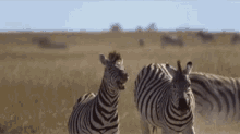 Funny Animals Zebra GIF - Funny Animals Zebra Kick GIFs