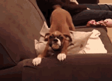 Happy Wagging Tail GIF - Happy Wagging Tail Dog GIFs