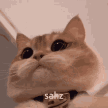 Sahz Cat GIF - Sahz Cat Yeat GIFs