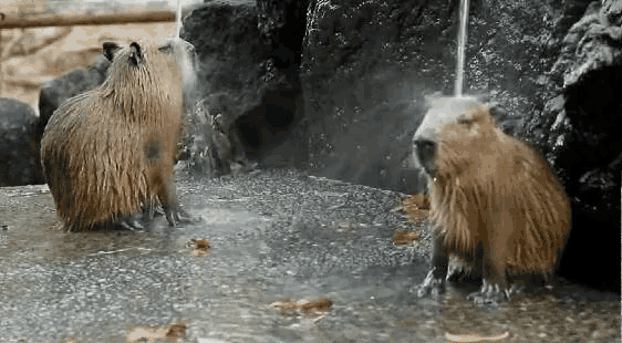 capybara-chill.gif