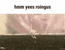 jerboa meme roingus chungus running