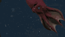 vampire squid