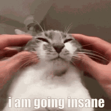 Going Insane Cat GIF - Going Insane Cat Meme GIFs