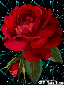 Aalam Rose GIF - Aalam Rose Flower GIFs