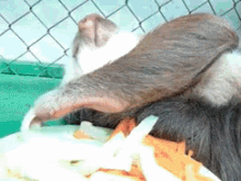 When You'Re Too Drunk To Even Properly Feed Yourself GIF - Sloth Lazy Eating GIFs