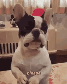 Please Yes GIF - Please Yes Funny Animals GIFs