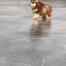 Funny Dog GIF - Funny Dog Videos GIFs