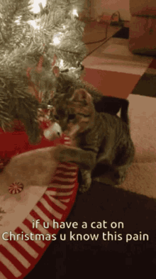 Cat Christmas GIF - Cat Christmas True GIFs