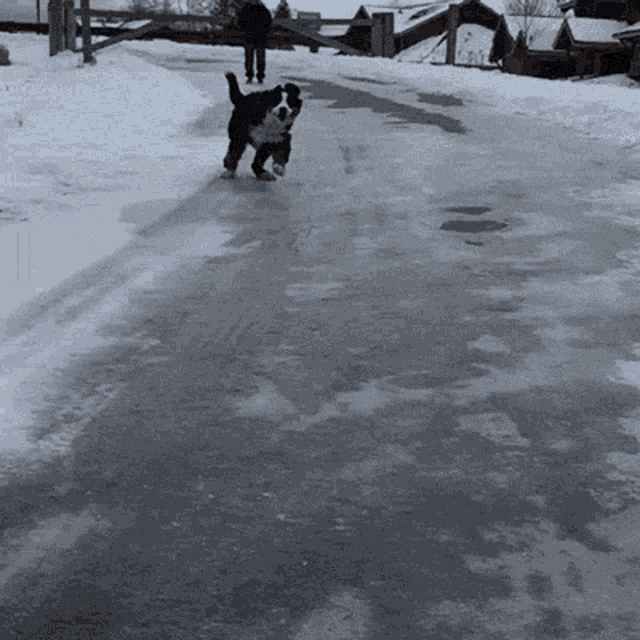 Slippery Dog GIF - Slippery Dog Running GIFs