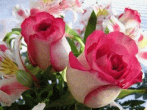 Rosas Roses GIF - Rosas Roses Flowers GIFs