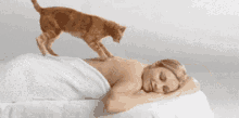 Cat Massage Massaging Cat GIF - Cat Massage Cat Massage GIFs