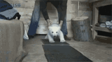 bear