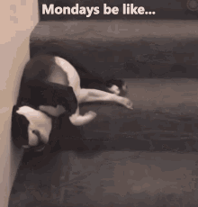Mondays Dog GIF - Mondays Dog Pup GIFs