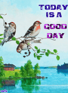 Today Isa Good Day Bird GIF - Today Isa Good Day Bird Lake GIFs