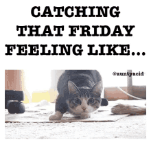 Friday Feeling Shaq Cat GIF - Friday Feeling Friday Shaq Cat GIFs
