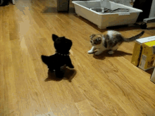 Scottish Fold Kitten Vs. Robot Dog GIF - Scottish Fold Scared Scotland GIFs