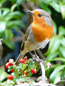 bird bird