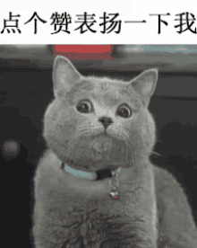 Cat Shocked GIF - Cat Shocked Chinese GIFs