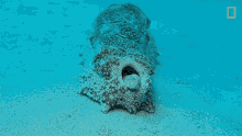 sea cucumber national geographic nat geo wild underwater poop