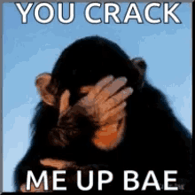 You Crack Me Up Bae Laughing GIF - You Crack Me Up Bae Laughing Chimp GIFs
