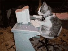 Kitten Cat GIF - Kitten Cat Computer GIFs