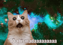 Tô Abismada GIF - Amazed Cat Surprised GIFs
