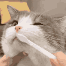 Cat Dimden GIF - Cat Dimden Nataon GIFs