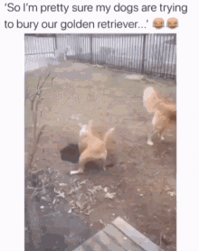 Dogs Animals GIF - Dogs Animals Gang GIFs