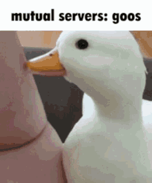 Goos Goose GIF - Goos Goose Server GIFs