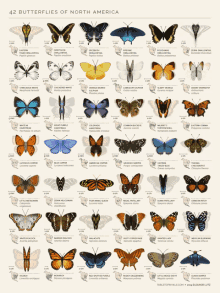 Butterflies Signs GIF - Butterflies Signs Butterflies Of North America GIFs