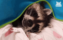 Cuddle Bed Time GIF - Cuddle Bed Time Raccoon GIFs