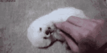 puppy tickle